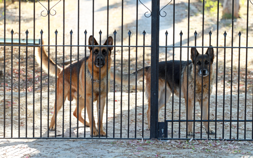 The gate keeper