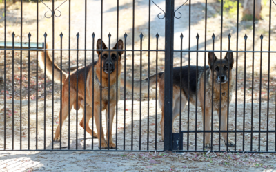 The gate keeper