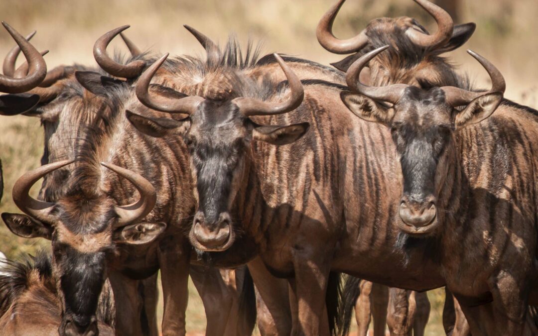 7 business development skills to separate you from the herd