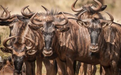 7 business development skills to separate you from the herd