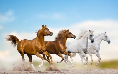 Drive a high performing team